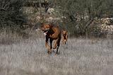 VIZSLA poil court 162
